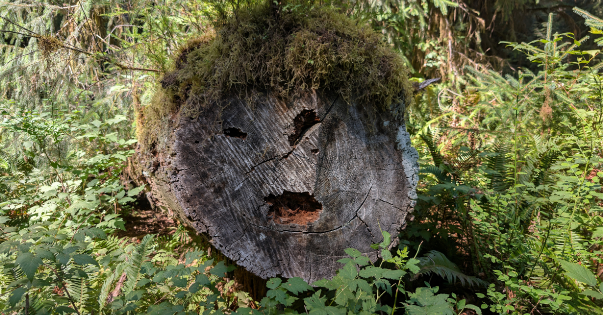 Felled tree Hoh Rainforest