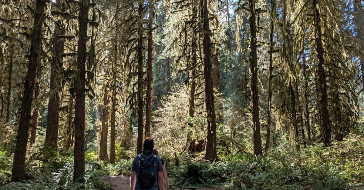 DMC engineers hiking through Hoh Rainforest
