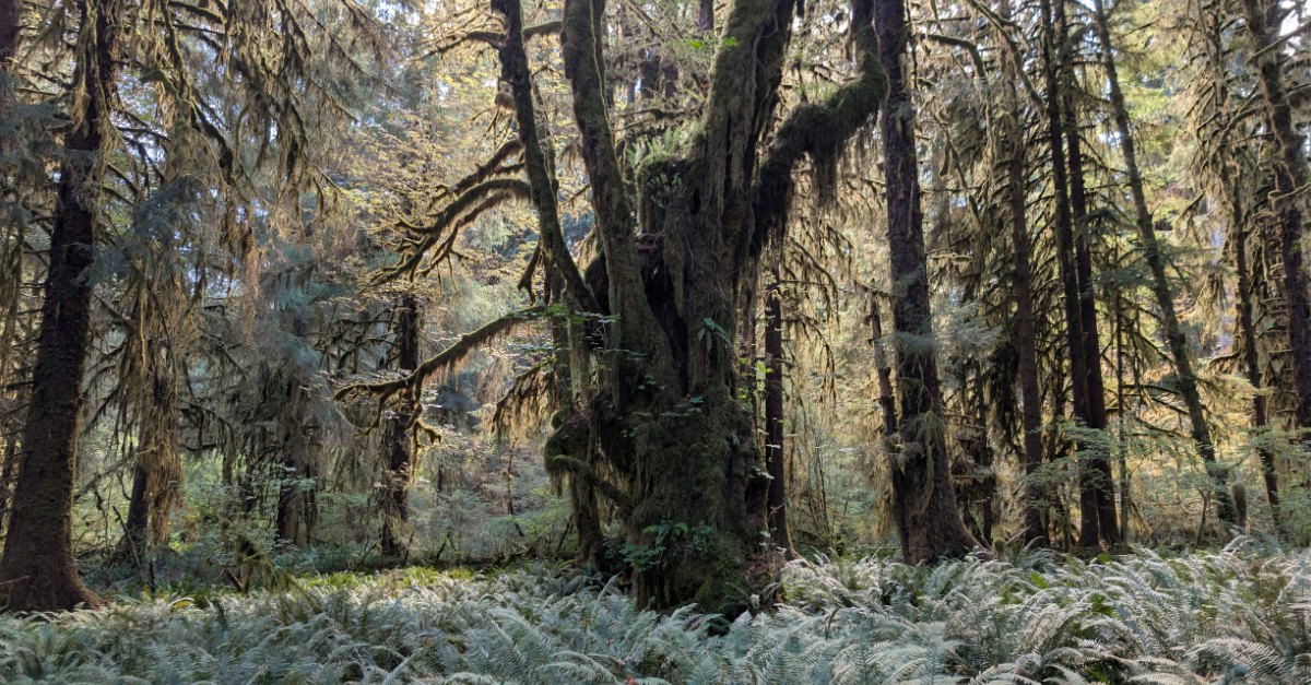 Giant Maple in Hoh Rainforest