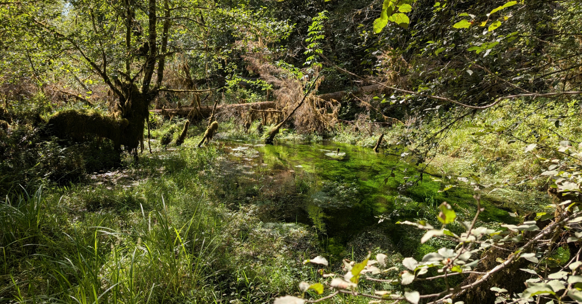 Hoh Rainforest creek