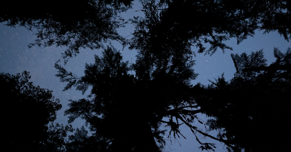 View of the night sky in Olympic National Park
