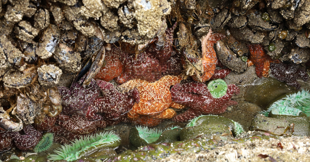 Olympic National Park tide pool