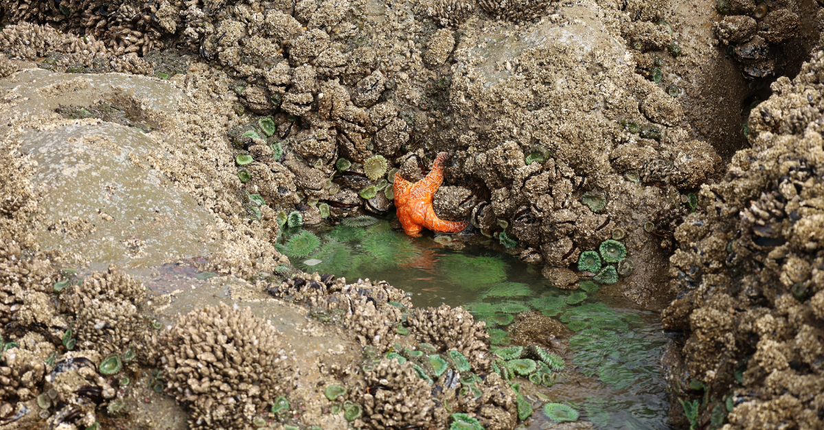 Olympic National Park tide pool with starfish