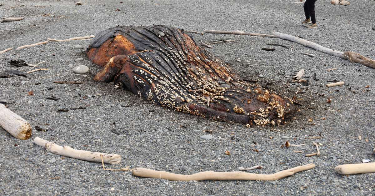 Beached whale remains at Olympic National Park