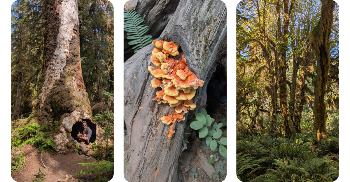 Hoh Rainforest trees and mushrooms