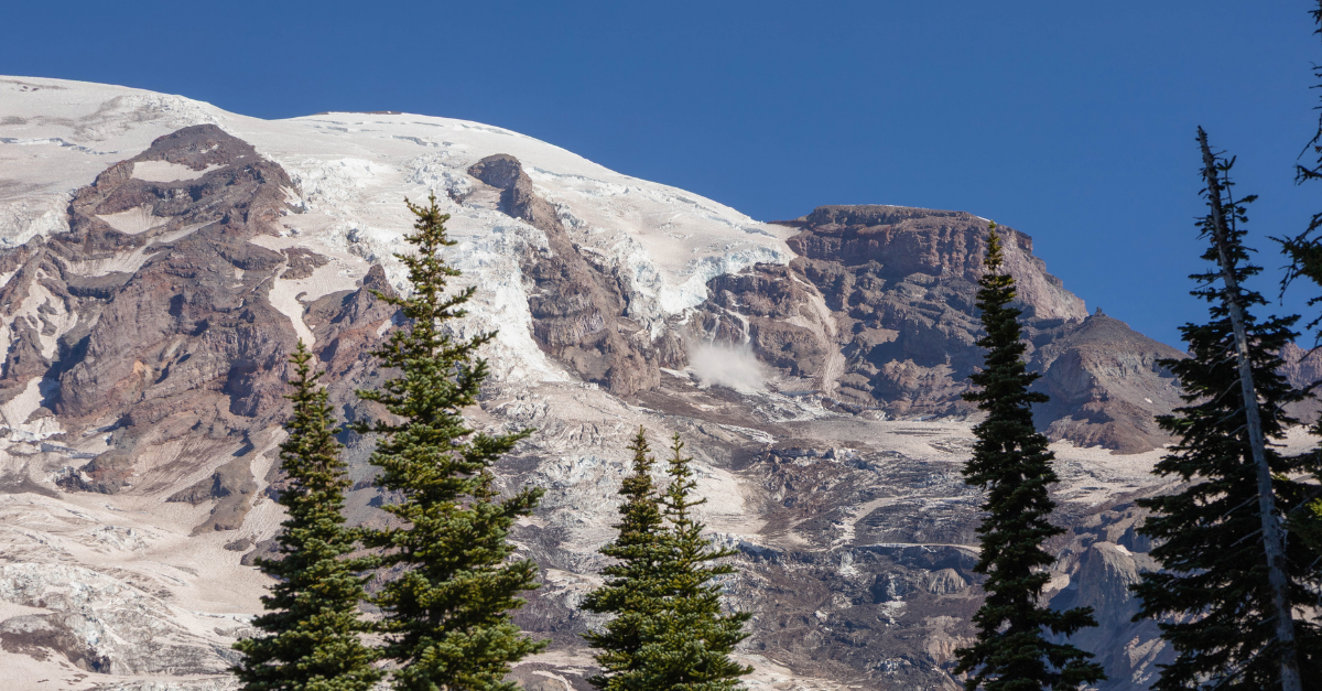 Pine trees in front of Mount Rainier