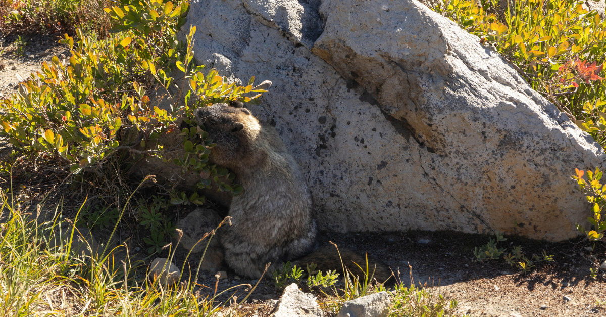 Marmot at Mount Rainier