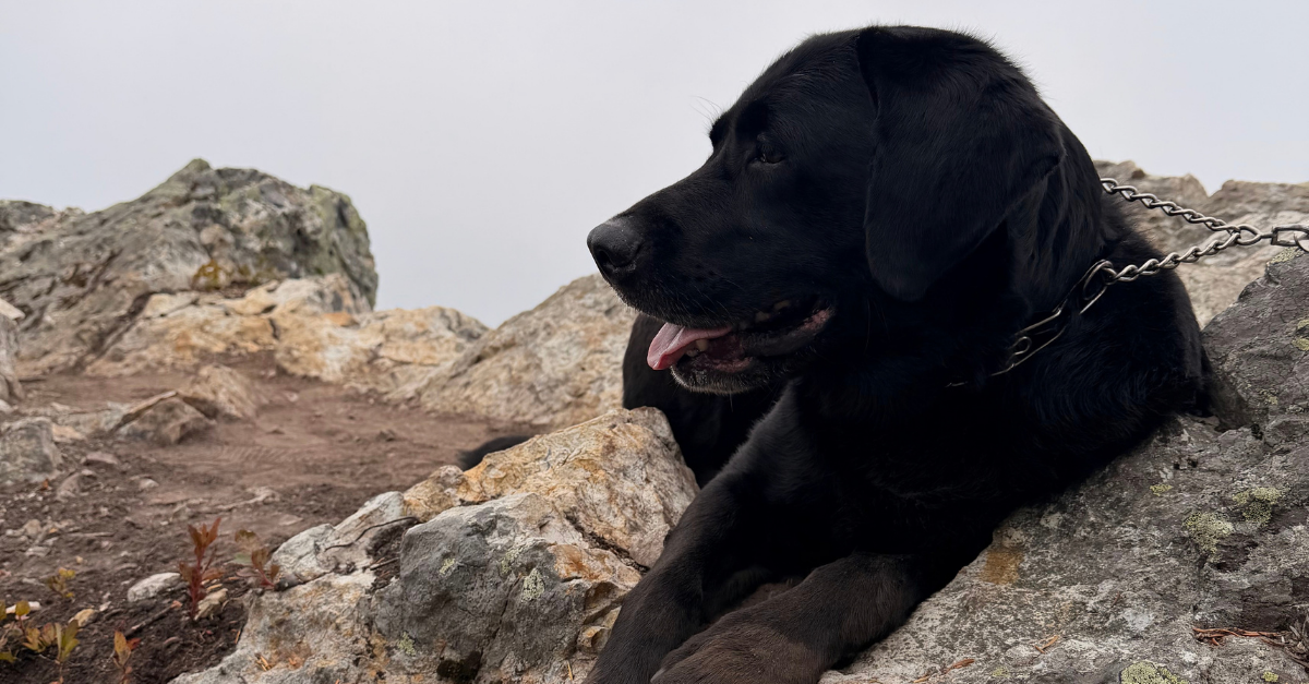Bear relaxing at the summit on Mount Catherine